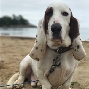 Meet your Posher, Austin